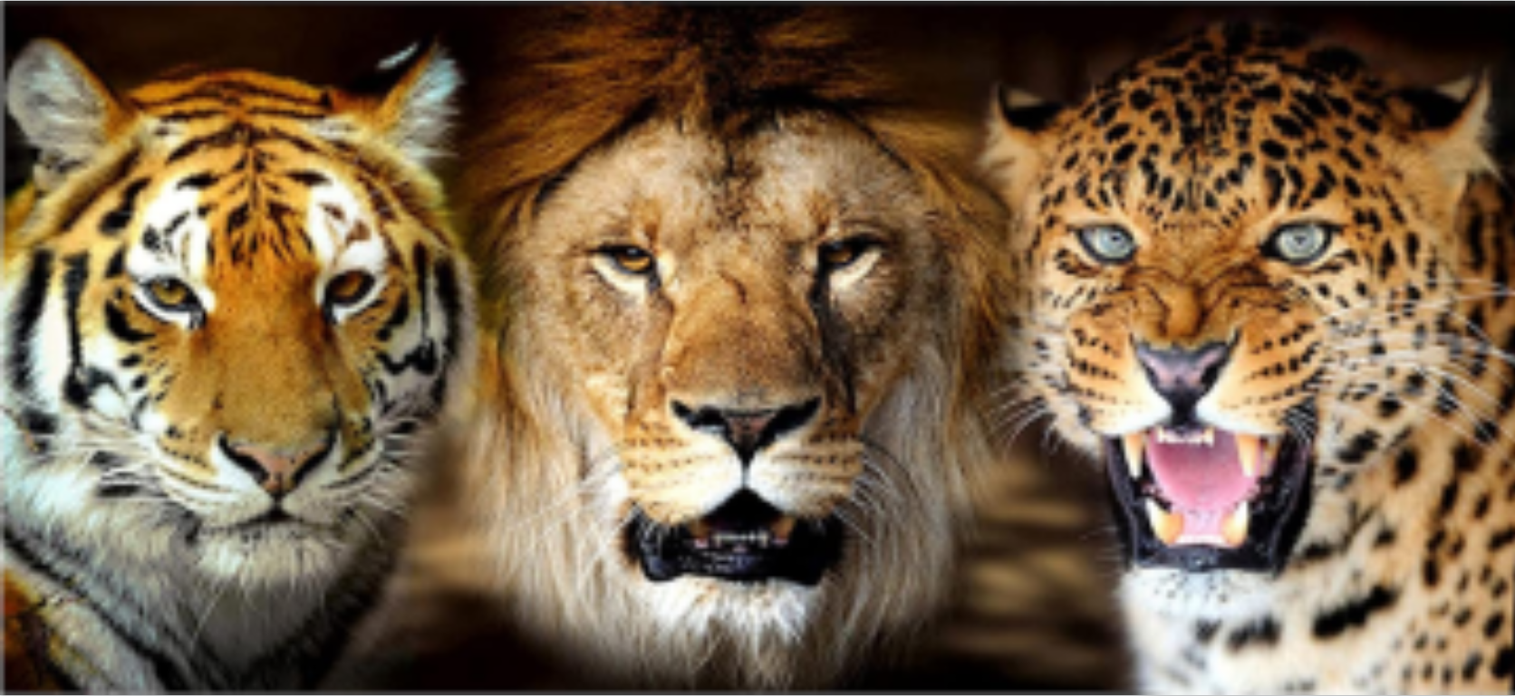 Diamond Painting - Tiger Lion Leopard