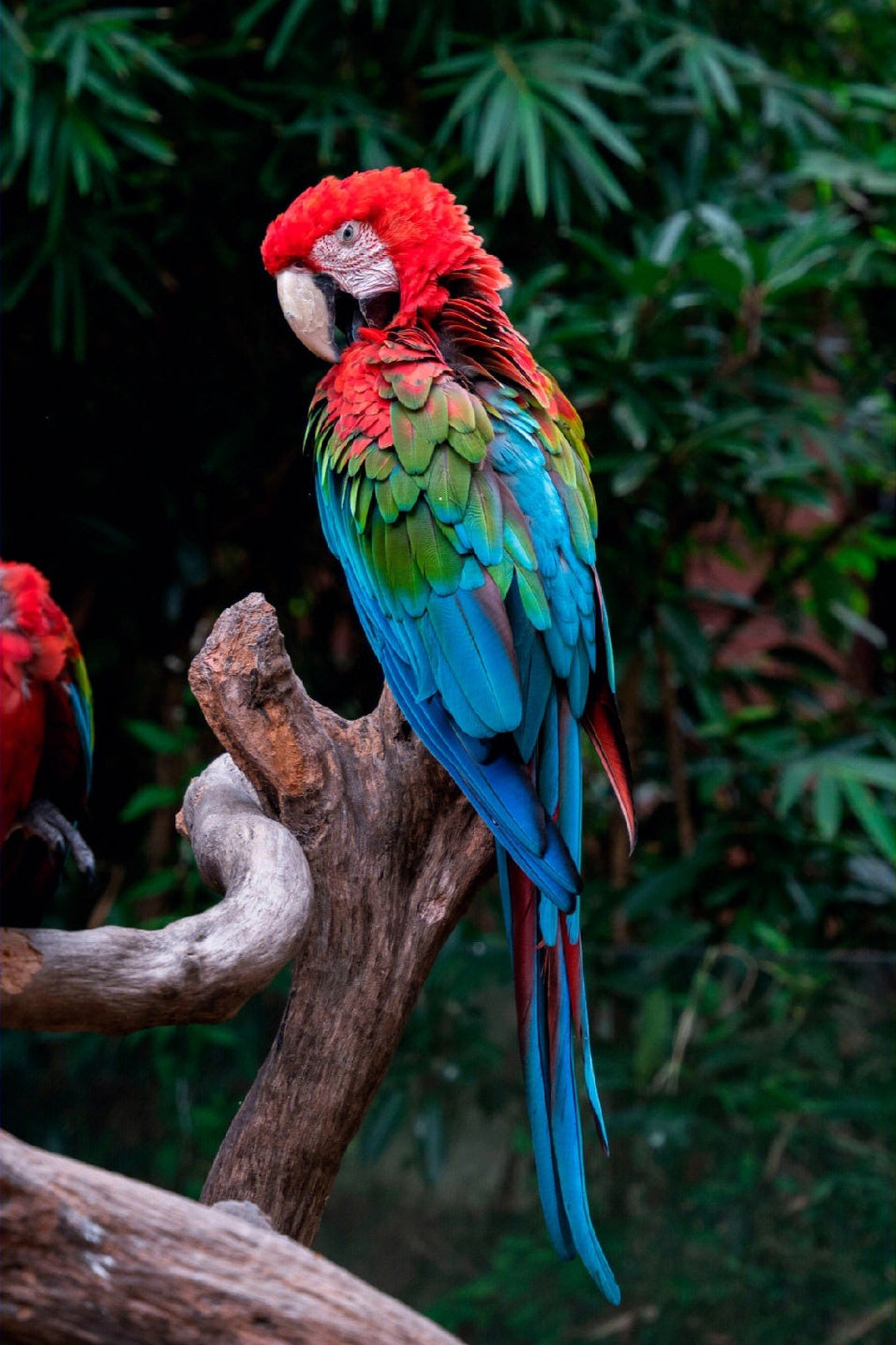 Diamond Painting - Parrot