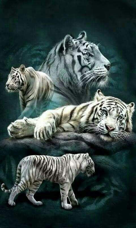 Diamond Painting - White Tiger