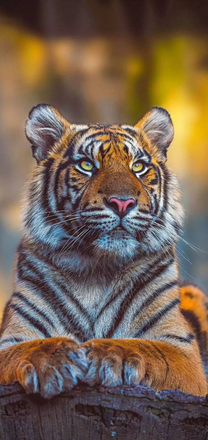 Diamond Painting - Animal Tiger